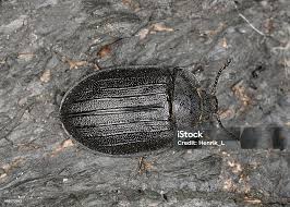 Attēlu rezultāti vaicājumam “Trogossitidae”