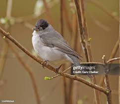 Attēlu rezultāti vaicājumam “Sylvia atricapilla”