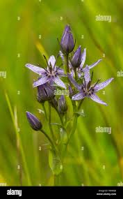 Attēlu rezultāti vaicājumam “Swertia perennis”