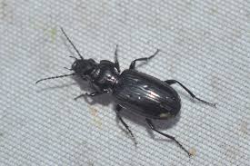 Attēlu rezultāti vaicājumam “Pterostichus aterrimus”