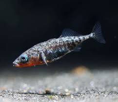 Attēlu rezultāti vaicājumam “Gasterosteus aculeatus”