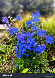 Image result for Delphinium consolida