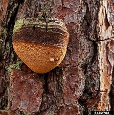 Attēlu rezultāti vaicājumam “Phellinus robustus”