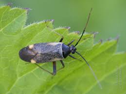 Attēlu rezultāti vaicājumam “Adelphocoris seticornis”