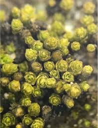 Attēlu rezultāti vaicājumam “Oxystegus tenuirostris”