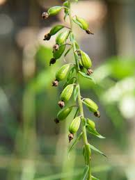 Attēlu rezultāti vaicājumam “Epipactis helleborine fruit”