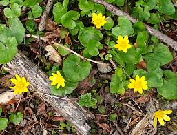 Attēlu rezultāti vaicājumam “Ficaria verna flower”