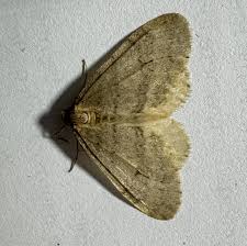 Attēlu rezultāti vaicājumam “Operophtera”