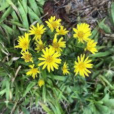 Attēlu rezultāti vaicājumam “Juglans mandshurica female flower”