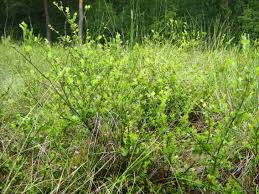Attēlu rezultāti vaicājumam “Betula nana female flower”