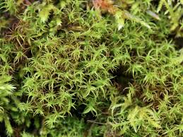 Attēlu rezultāti vaicājumam “Didymodon rigidulus”