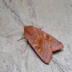 Attēlu rezultāti vaicājumam “Agrochola helvola”