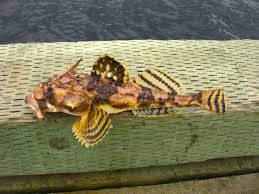 Image result for Myoxocephalus octodecemspinosus