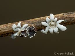 Attēlu rezultāti vaicājumam “Diderma chondrioderma macro”