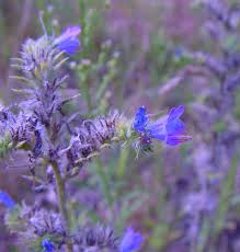 Attēlu rezultāti vaicājumam “Echium vulgare flower”