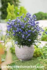 Attēlu rezultāti vaicājumam “Campanula rotundifolia”
