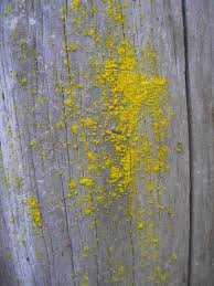 Attēlu rezultāti vaicājumam “Chrysothrix candelaris”