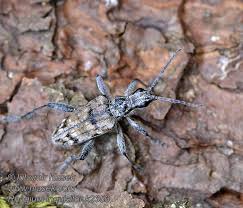 Attēlu rezultāti vaicājumam “Rhagium inquisitor”