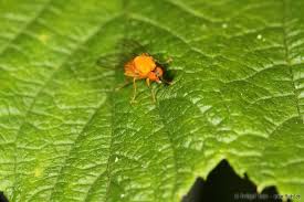 Attēlu rezultāti vaicājumam “Agathomyia wankowiczii”