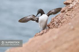 Image result for Uria aalge