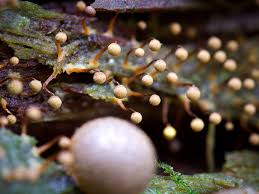 Attēlu rezultāti vaicājumam “Physarum virescens macro”