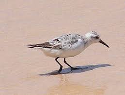 Image result for Calidris pusilla