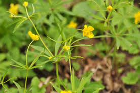 Attēlu rezultāti vaicājumam “Ranunculus cassubicus”