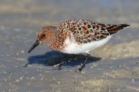 Attēlu rezultāti vaicājumam “Calidris alba adult”