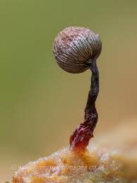 Attēlu rezultāti vaicājumam “Cribraria languescens”