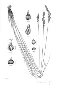 Attēlu rezultāti vaicājumam “Carex appropinquata fruit”