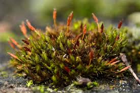 Attēlu rezultāti vaicājumam “Orthotrichum speciosum sporophyte”