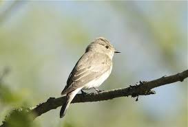 Attēlu rezultāti vaicājumam “Muscicapa striata juvenile”