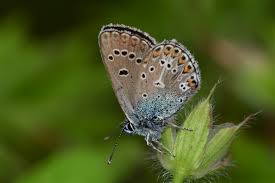 Attēlu rezultāti vaicājumam “Eumedonia eumedon underside”