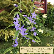 Image result for Campanula americana