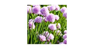 Attēlu rezultāti vaicājumam “Allium schoenoprasum”