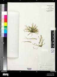 Attēlu rezultāti vaicājumam “Enteromorpha sp.”