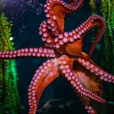 Image result for Enteroctopus dofleini