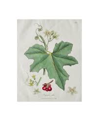 Attēlu rezultāti vaicājumam “Bryonia alba fruit”