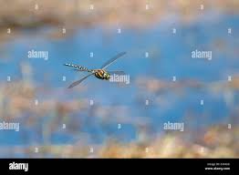 Attēlu rezultāti vaicājumam “Aeshna juncea male”