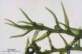 Attēlu rezultāti vaicājumam “Dicranella staphylina cells”