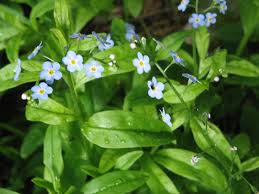 Attēlu rezultāti vaicājumam “Myosotis scorpioides bud”