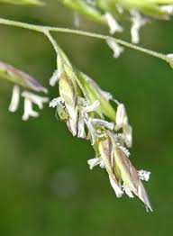 Attēlu rezultāti vaicājumam “Poa trivialis flower”