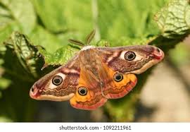 Attēlu rezultāti vaicājumam “Saturnia pavonia”