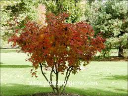 Attēlu rezultāti vaicājumam “Acer pseudosieboldianum”