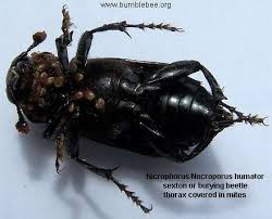 Attēlu rezultāti vaicājumam “Nicrophorus investigator imago”