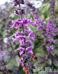 Attēlu rezultāti vaicājumam “Ocimum basilicum flower”