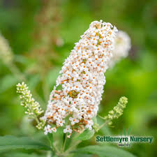 Image result for Buddleja davidii