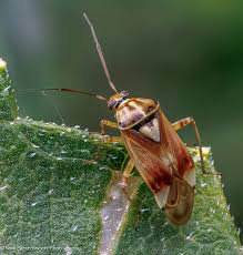 Attēlu rezultāti vaicājumam “Lygus pratensis”