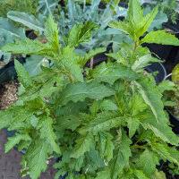 Image result for Chenopodium ambrosioides