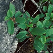 Attēlu rezultāti vaicājumam “Frangula alnus leaf”